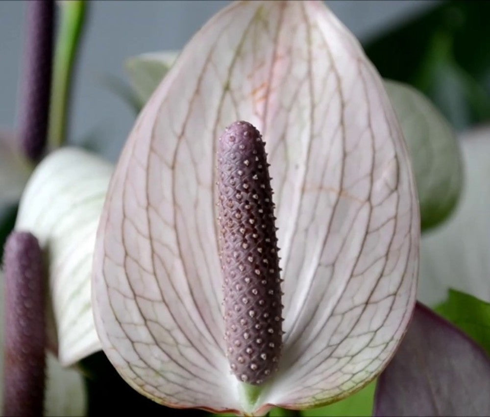 anthurium purple princess Anthurium Princess Alexia Mosaic – Secret Garden Plant Shop