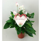 Anthurium Princess Alexia Mozaik