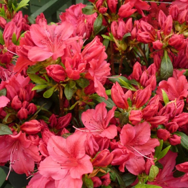 Azalee de gradina rosie - Rhododendron Japanese Arabesk