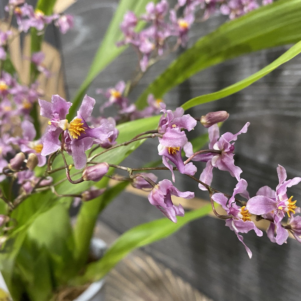 Orhidee Oncidium Ornithorhynchum,  o orhidee de colectie - pret imbatabil