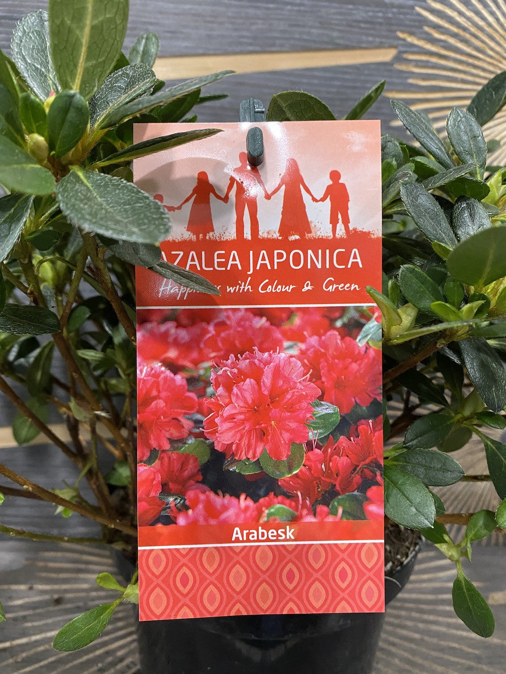 Azalee de gradina rosie - Rhododendron Japanese Arabesk