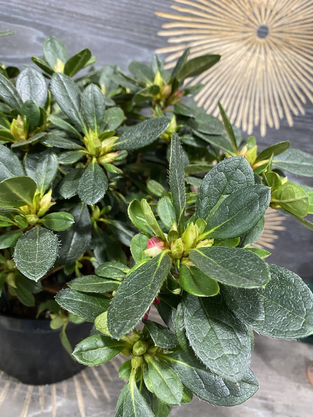 Garden Azalea