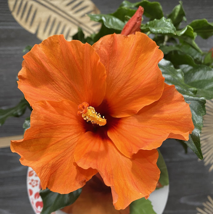 Hibiscus rosa-sinensis Circus