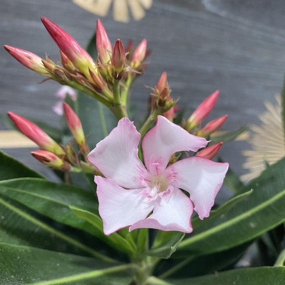 Leandru bicolor alb - roze - Nerium Olander, de vanzare la pret special!