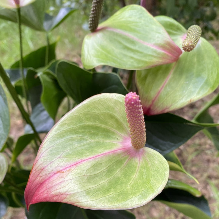 Anthurium Jaguar Green