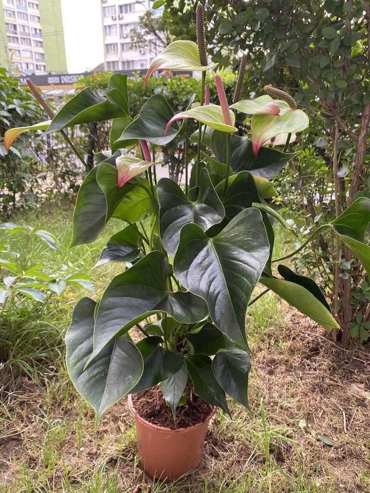 Anthurium Jaguar Green