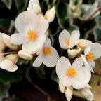 Begonia venosa (Lunar Mist) - rare botanical species with velvety foliage