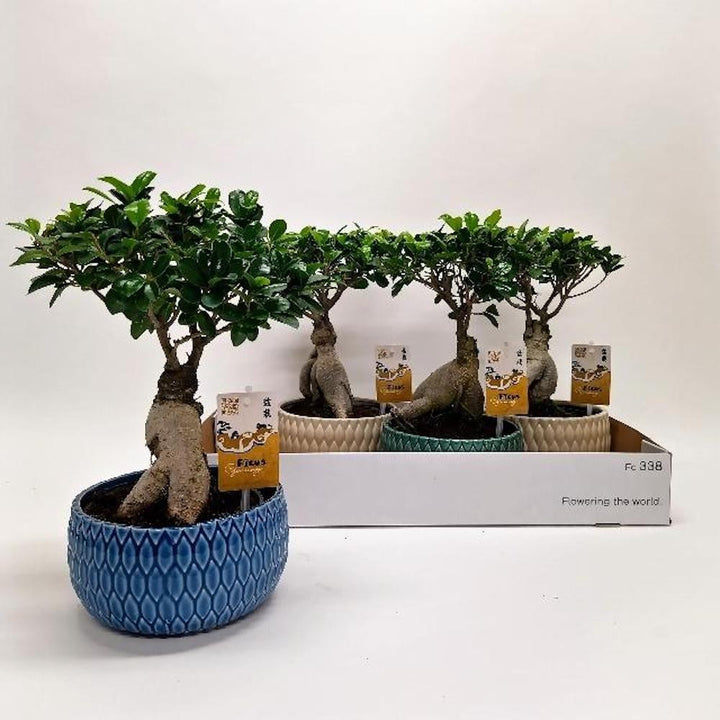 Bonsai Ficus Ginseng de vanzare, pret imbatabil si livrare oriunde in tara!