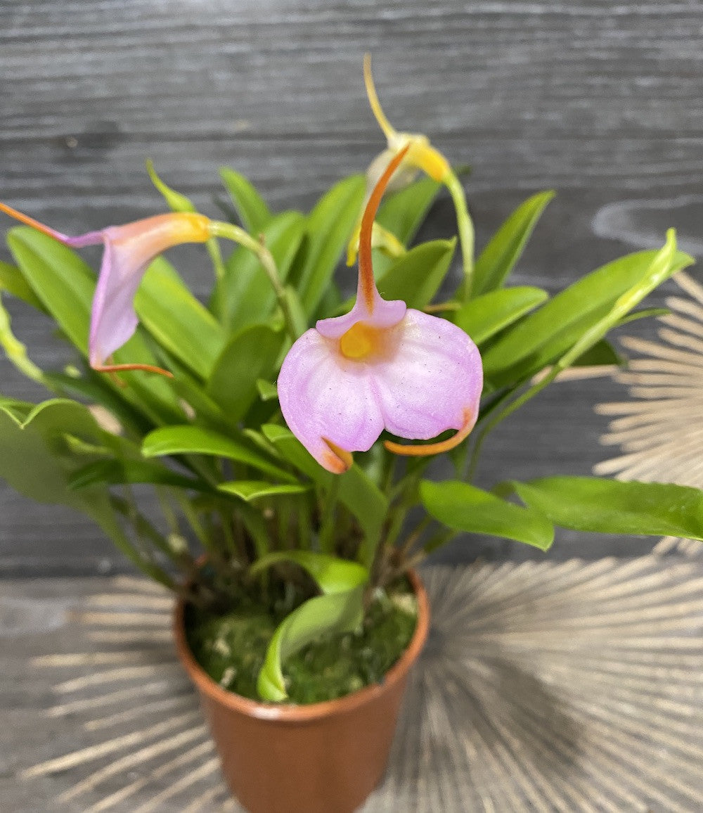 Comanda online Orhidee Masdevallia lila