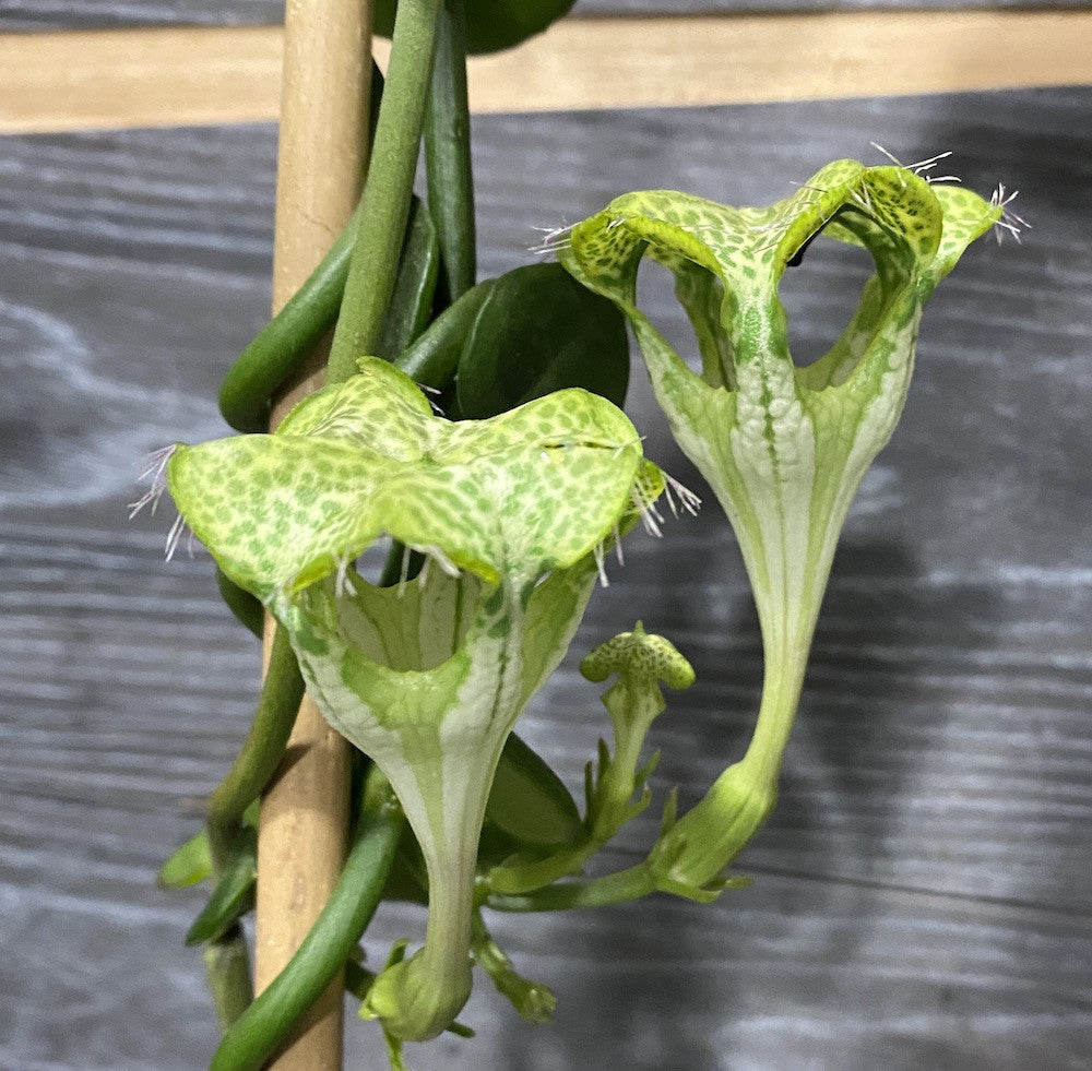 Cumpara ceropegia Sandersonii - Floarea umbrela, cel mai bun pret online!