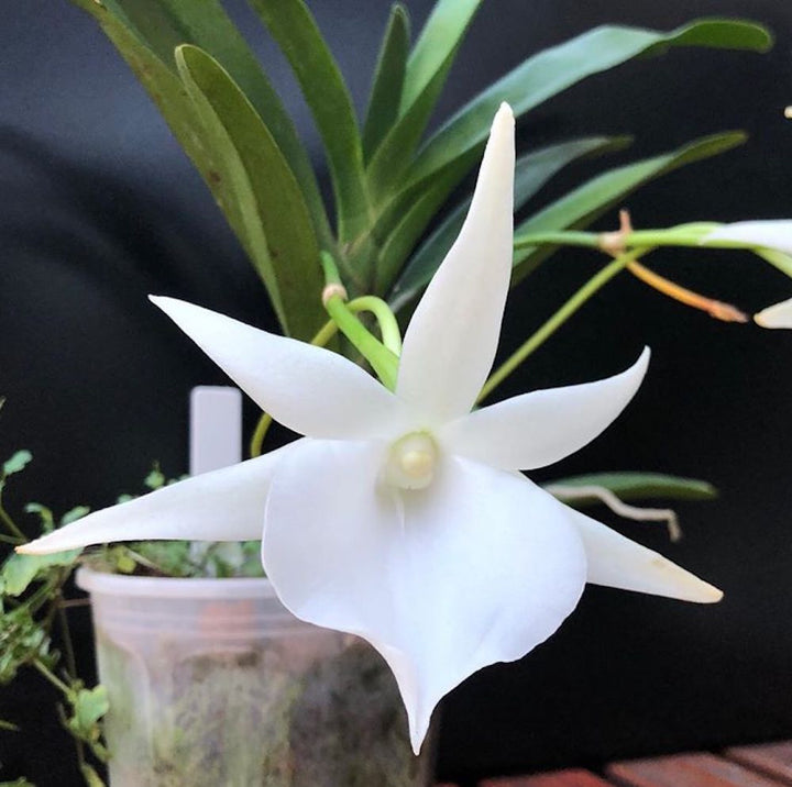 Angraecum Lady Lisa *foarte parfumat