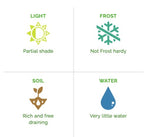 Peperomia rotundifolia