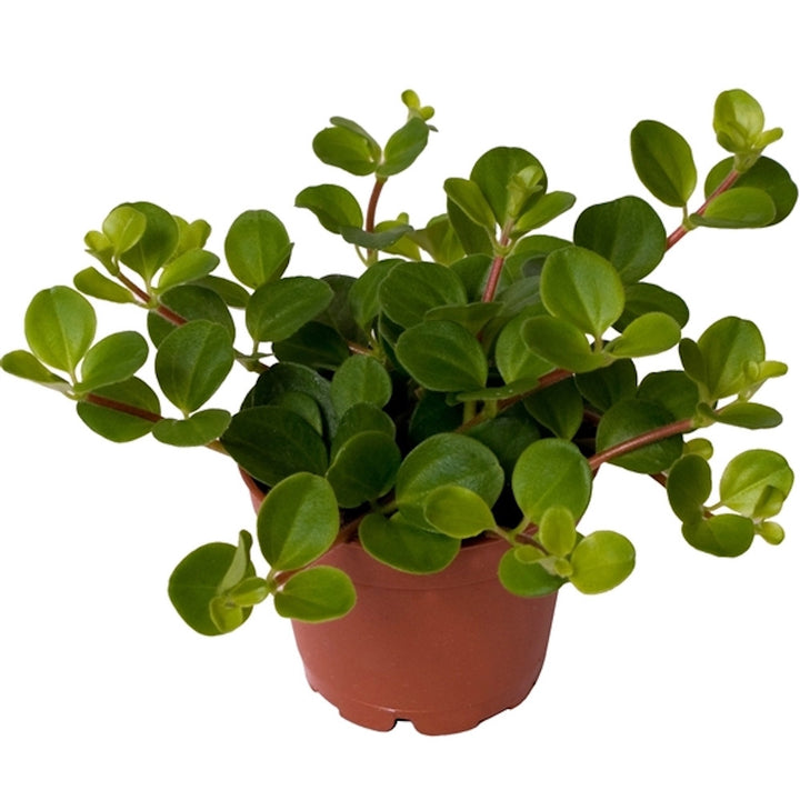 Peperomia rotundifolia