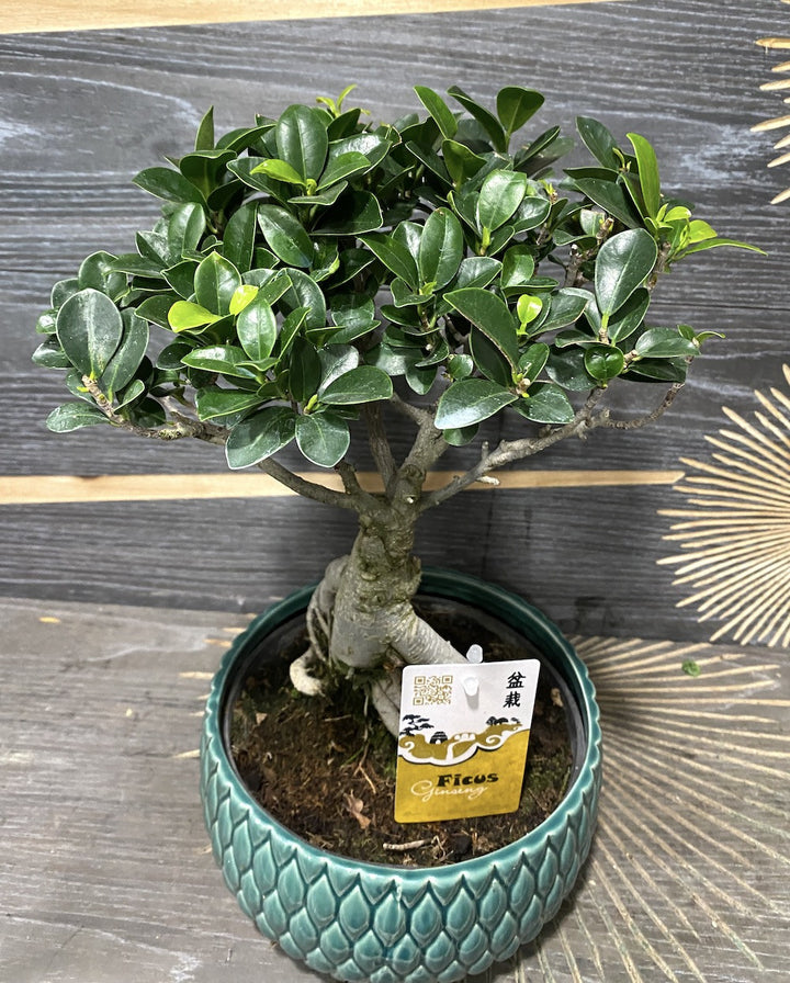 Bonsai Ficus Ginseng de vanzare, pret imbatabil si livrare oriunde in tara!