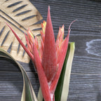 Aechmea Brasil - frunze variegate, Planta vaza, pret atractiv, livrare rapida