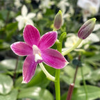 Phalaenopsis speciosa 'Plaid'