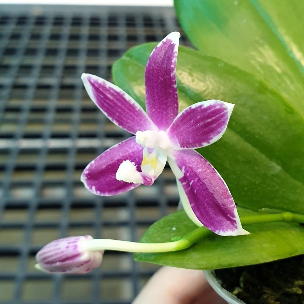 Phalaenopsis speciosa 'Plaid'