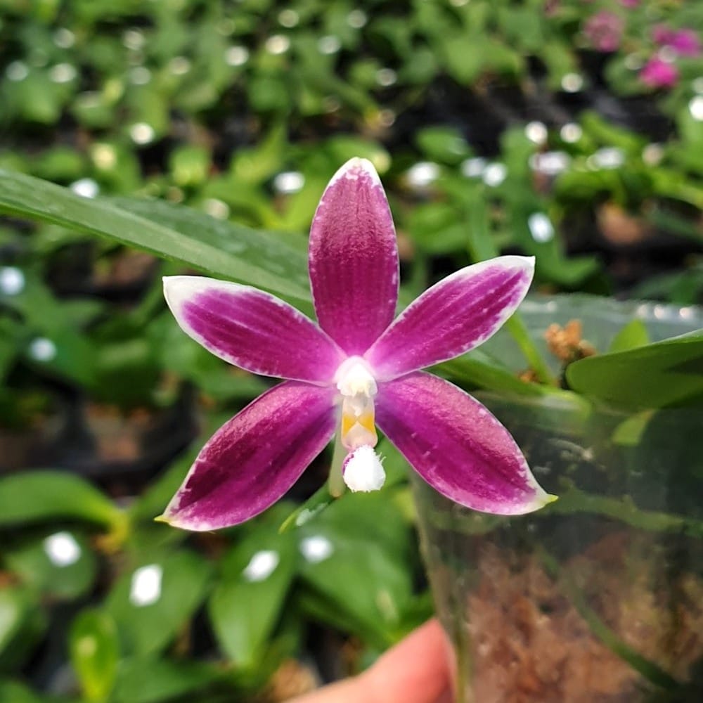 Phalaenopsis speciosa 'Plaid'