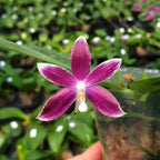 Phalaenopsis speciosa 'Plaid'