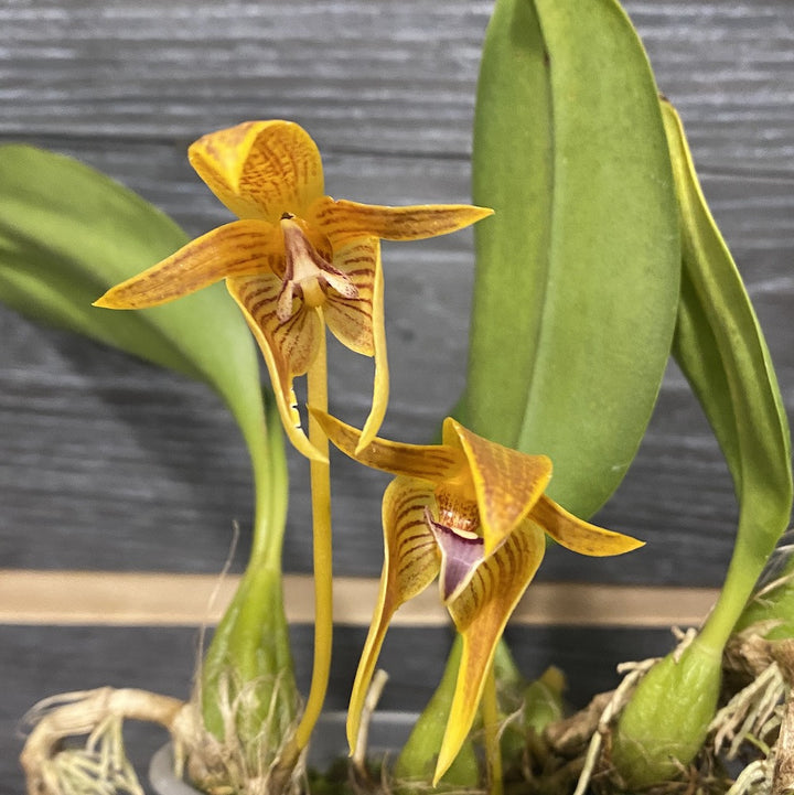 Orhidee Bulbophyllum Smitinandii *parfumat