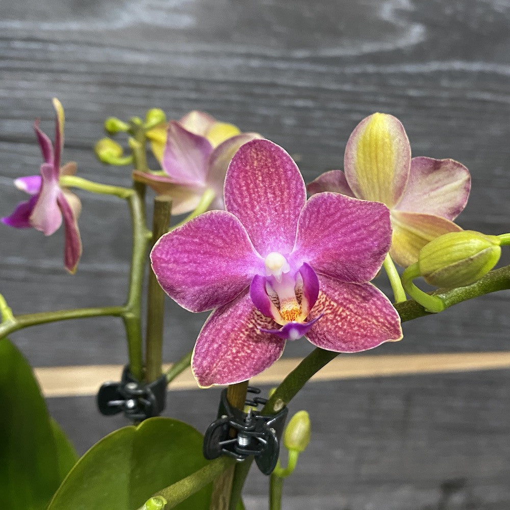 Orhidee Phalaenopsis Tahiti multiflora * parfumata
