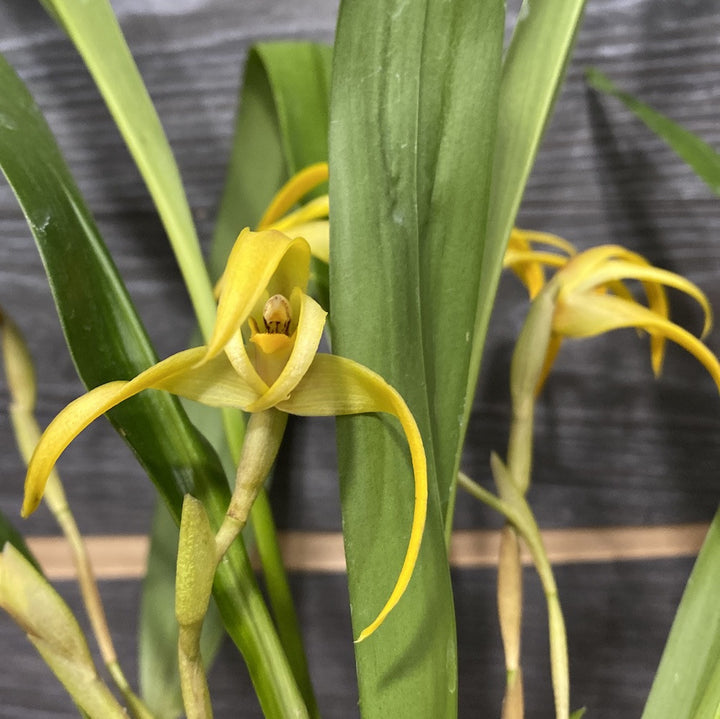 Maxillaria Bradei (Neuberg) - parfumata