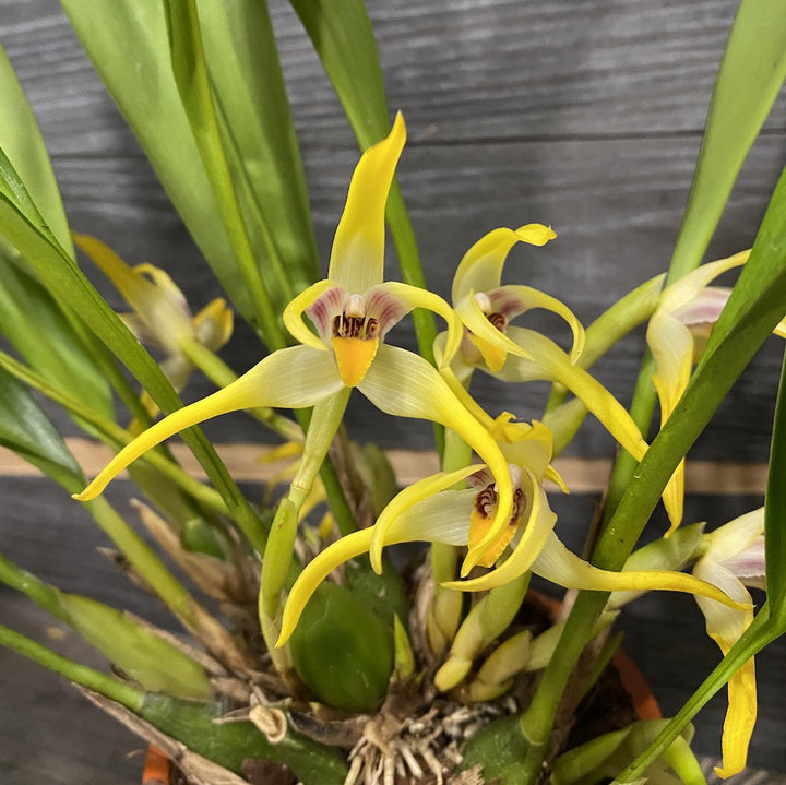 Maxillaria Callichroma