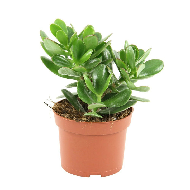 Crassula ovata, copacul cu bani 20 cm, de vanzare online, pret imbatabil!