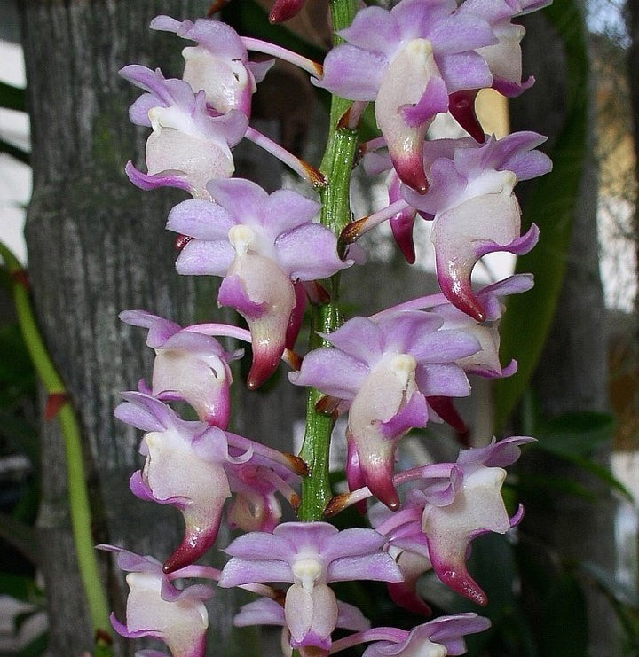 Aerides jarckiana