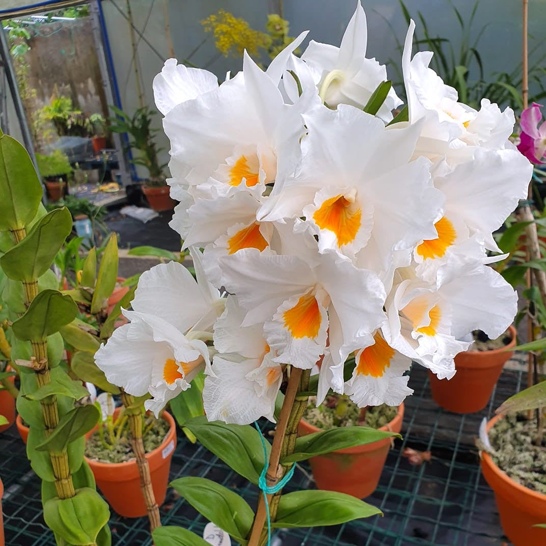 Dendrobium Formidable 'Floribunda' - flori uriase, parfumate