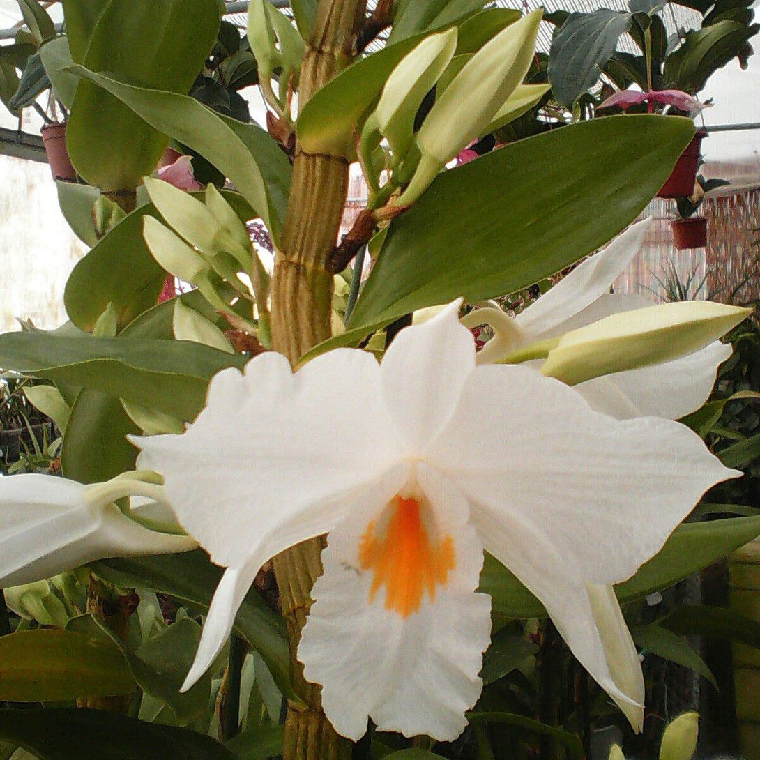 Dendrobium Formidable 'Floribunda' - flori uriase, parfumate