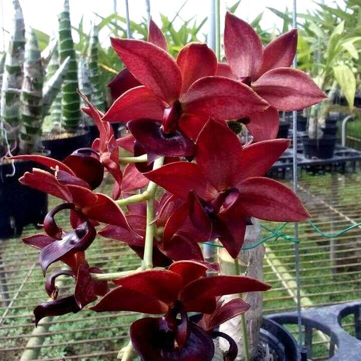 Cycd. Taiwan Orange (Cycd. Taiwan Gold × Jumbo Jewel)