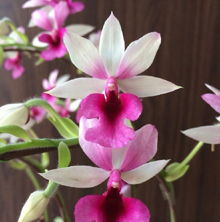 Calanthe (Rose Georgene × First Lady)