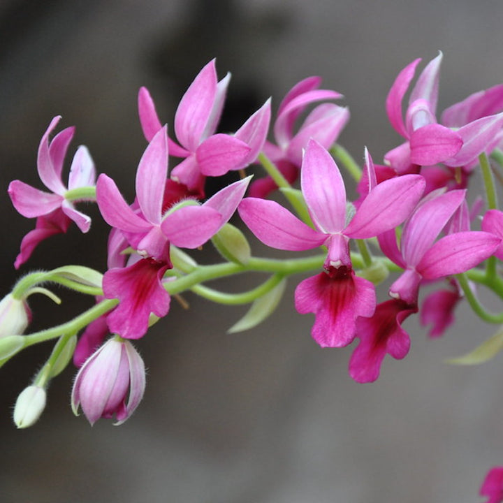 Calanthe (Rose Georgene × First Lady)