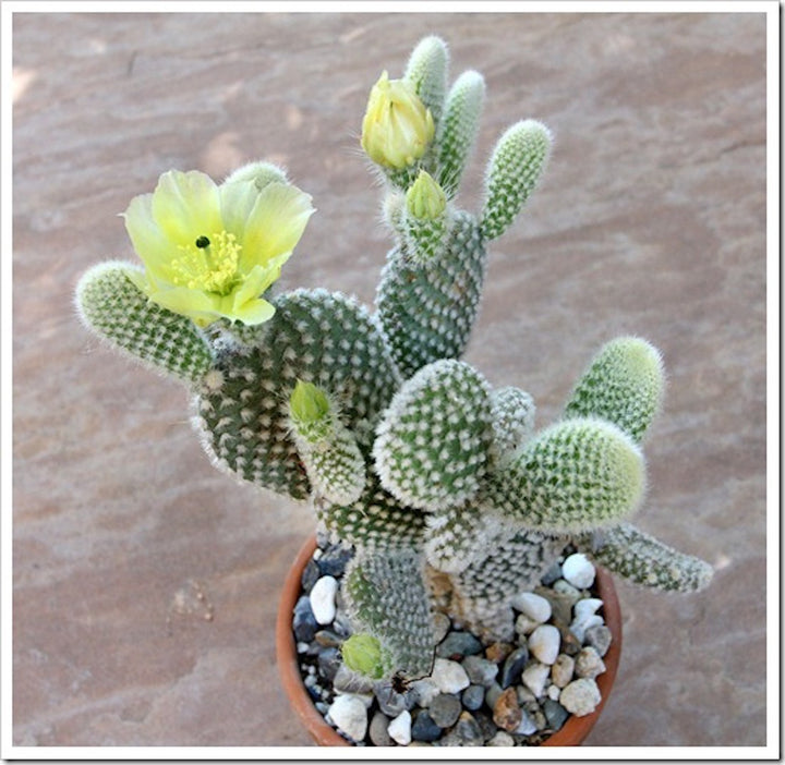 Opuntia microdasys albata (urechi de iepure)