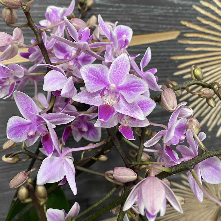 Phalaenopsis Equestris Rainbow Chip (equestris x cassandra)