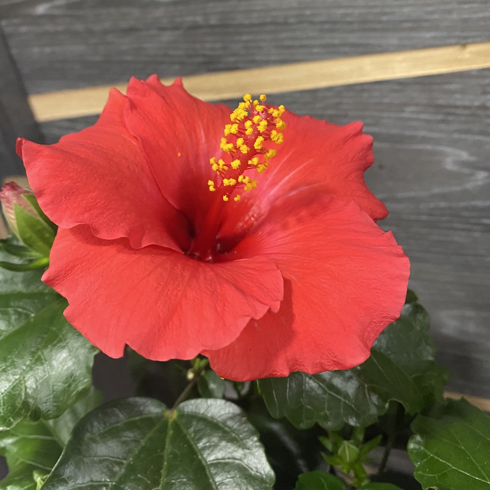 Hibiscus rosa-sinensis Volcano - trandafir japonez cu floarea rosie XL