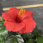 Hibiscus rosa-sinensis Volcano - trandafir japonez cu floarea rosie XL