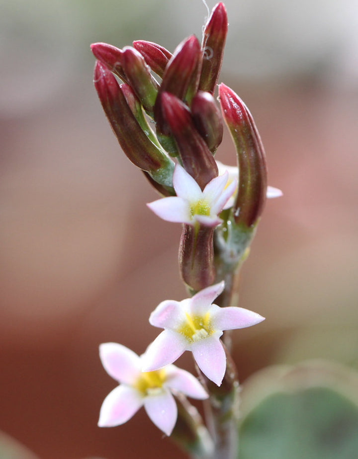 adromischus