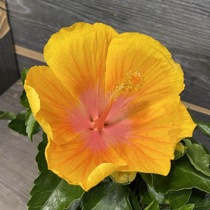 Hibiscus rosa-sinensis Neon - Trandafir japonez galben