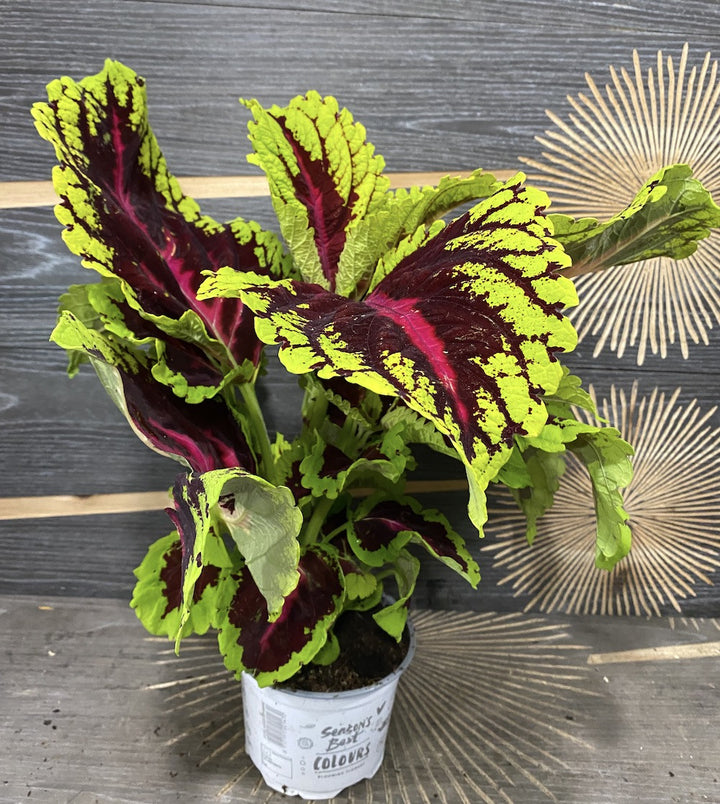 Coleus Blumei 'Kong Salmon Pink'