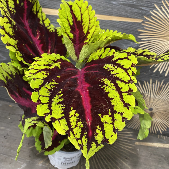 Coleus Blumei 'Kong Salmon Pink'