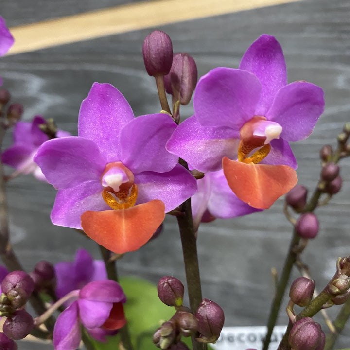 Phalaenopsis Liu's Triprince pink