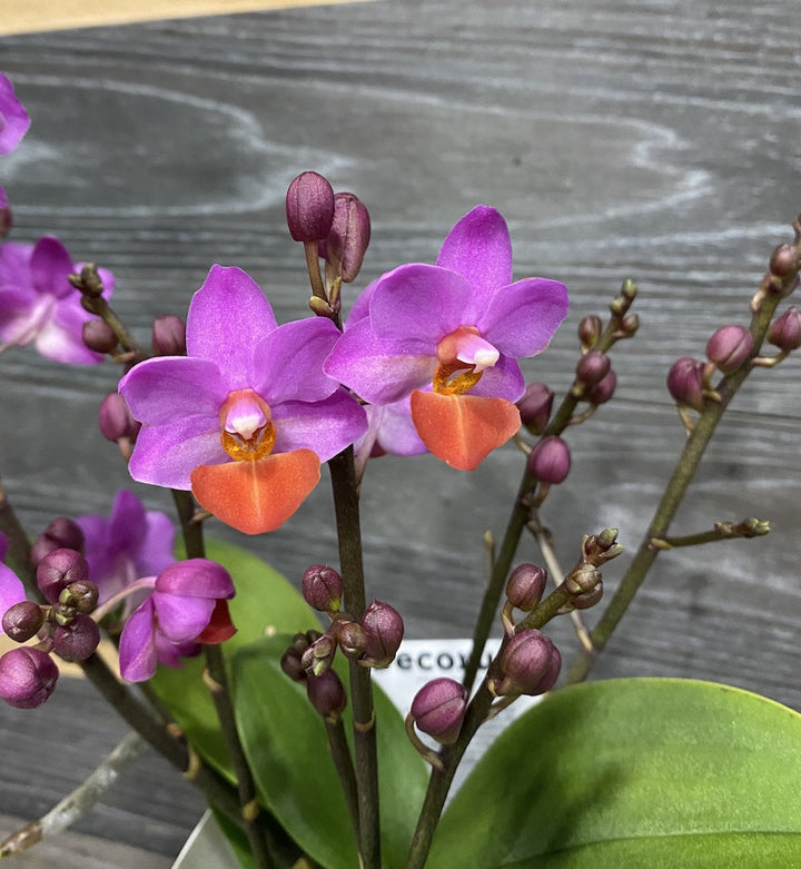 Phalaenopsis Liu's Triprince pink