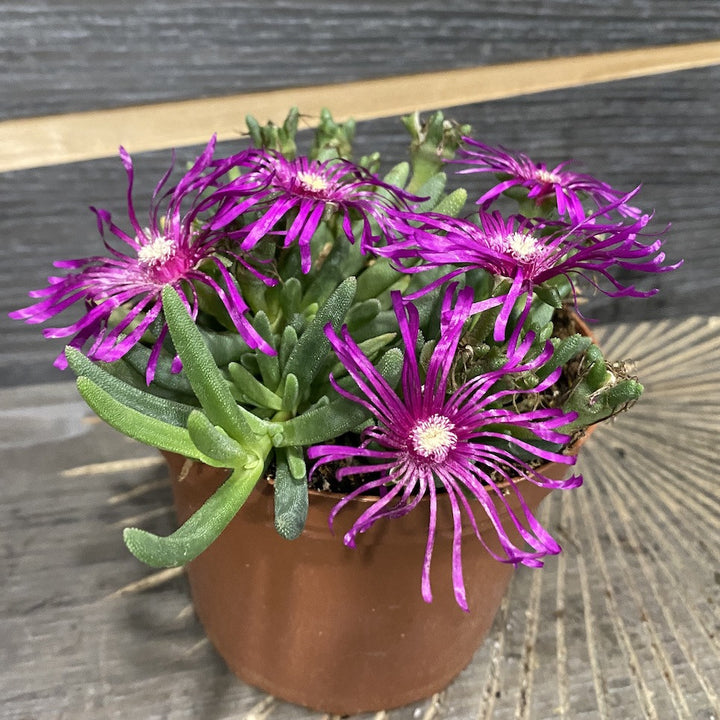 Delosperma cooperi - planta de gheata