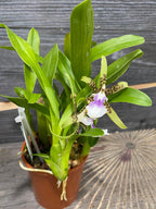 Aspasia Lunata *parfumata