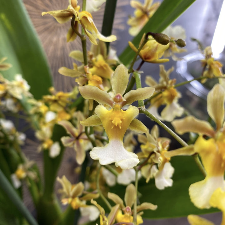 Oncidium Sharry Yellow - cel mai  bun pret cu livrare!