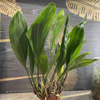 Orhidee Stanhopea Connata