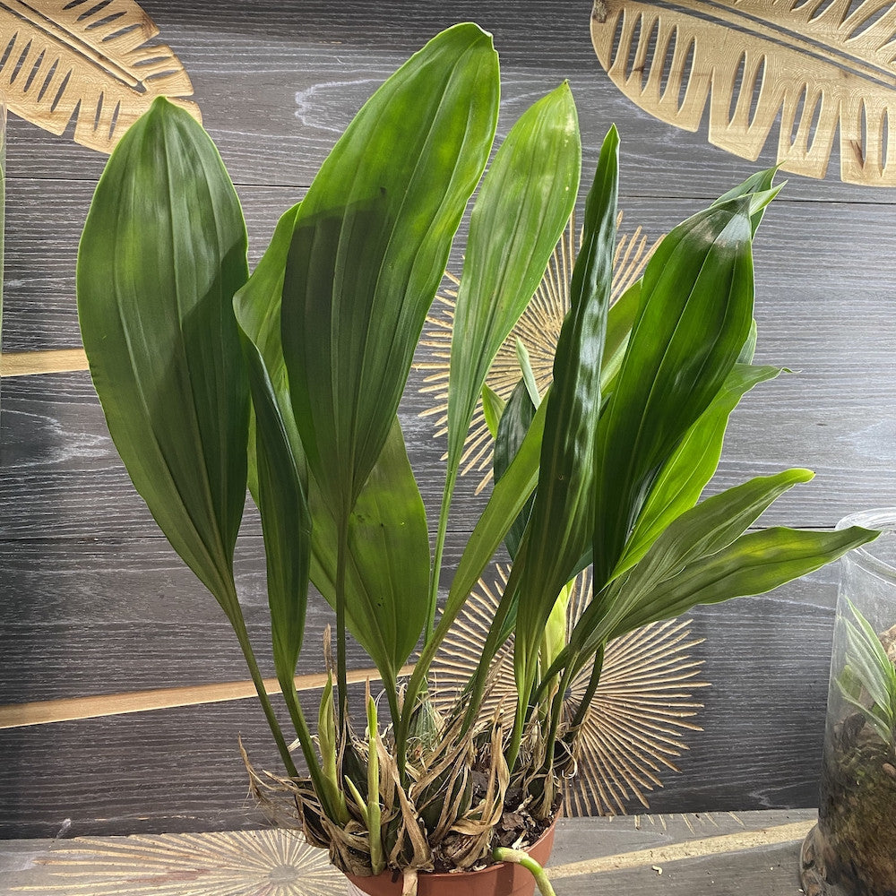 Orhidee Stanhopea Connata