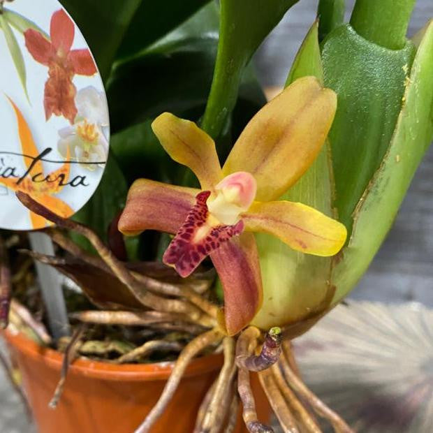 Orhidee Maxillaria rufescens - parfumata